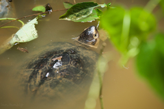 Siebenrockiella crassicollis