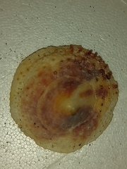 Crucibulum personatum