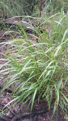 Elymus villosus