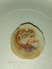 Crucibulum personatum