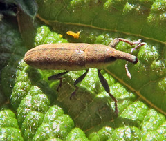 Lixus incanescens