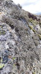 Lethariella intricata