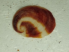 Bostrycapulus aculeatus