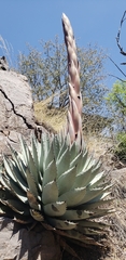 Agave parryi parryi