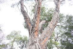 Eucalyptus youmanii