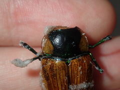 Temognatha variabilis