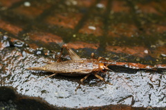 Parapentacentrus formosanus
