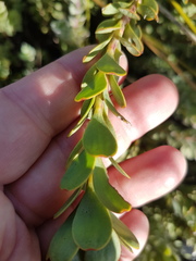 Leucadendron coriaceum
