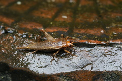 Parapentacentrus formosanus