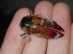 Temognatha variabilis