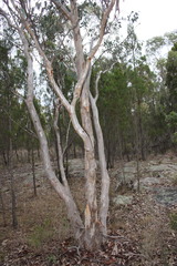 Eucalyptus blakelyi
