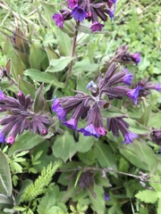 Pulmonaria mollis