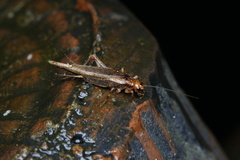 Parapentacentrus formosanus