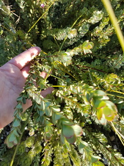 Leucadendron coriaceum