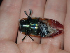 Temognatha variabilis