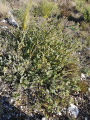 Leucadendron coriaceum