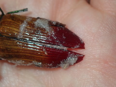 Temognatha variabilis