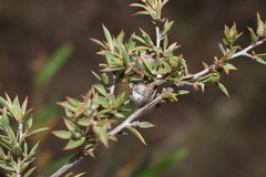 Leptospermum arachnoides