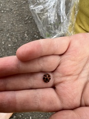 Diekeana admirabilis