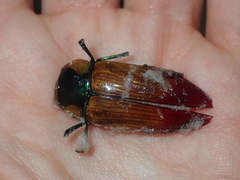 Temognatha variabilis