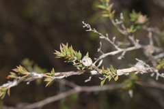 Leptospermum arachnoides
