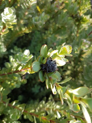 Leucadendron coriaceum