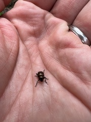 Colasposoma dauricum