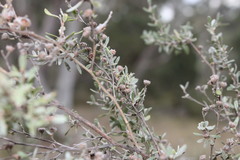 Leptospermum brevipes