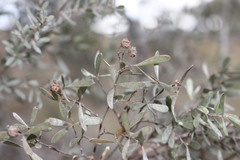 Leptospermum brevipes