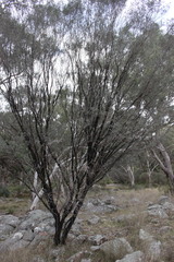 Leptospermum brevipes