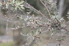 Leptospermum brevipes