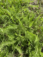 Achillea millefolium