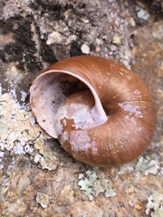 Helminthoglypta dupetithouarsi