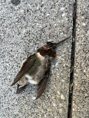 Archilochus colubris