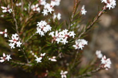 Acrothamnus melaleucoides