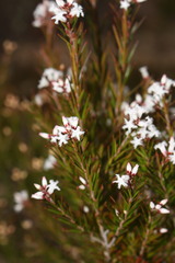Acrothamnus melaleucoides