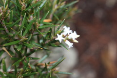 Acrothamnus melaleucoides