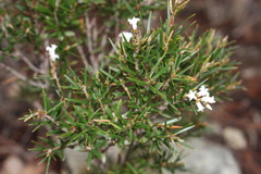 Acrothamnus melaleucoides