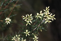 Acrothamnus melaleucoides