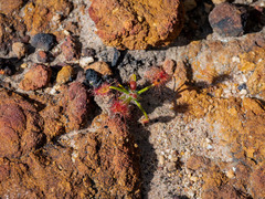 Drosera scorpioides