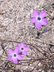 Gilia tenuiflora
