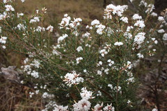 Acrothamnus melaleucoides