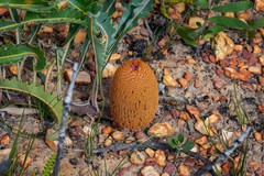 Banksia gardneri