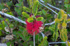 Melaleuca transversa