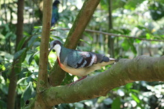 Gallicolumba luzonica