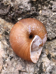 Helminthoglypta dupetithouarsi