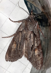 Lithophane furcifera
