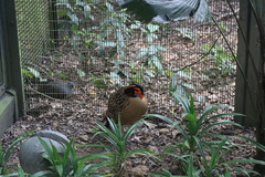 Tragopan caboti