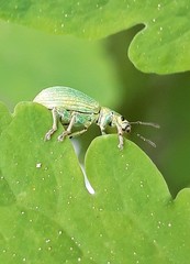 Polydrusus planifrons