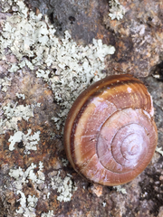 Helminthoglypta dupetithouarsi